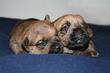 NORFOLK TERRIER 105